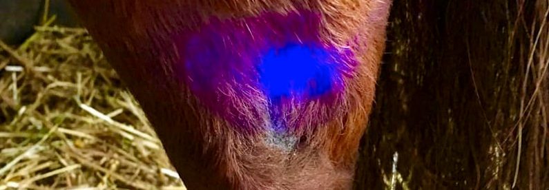 Blaues Farblicht auf dem Bein eines Pferdes zur Auflösung von Störfeldern